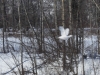 Willow Ptarmigan