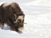 muskox