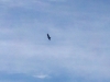 Turkey Vulture