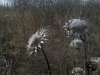 Thistle Pods