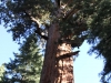 Giant Sequoia