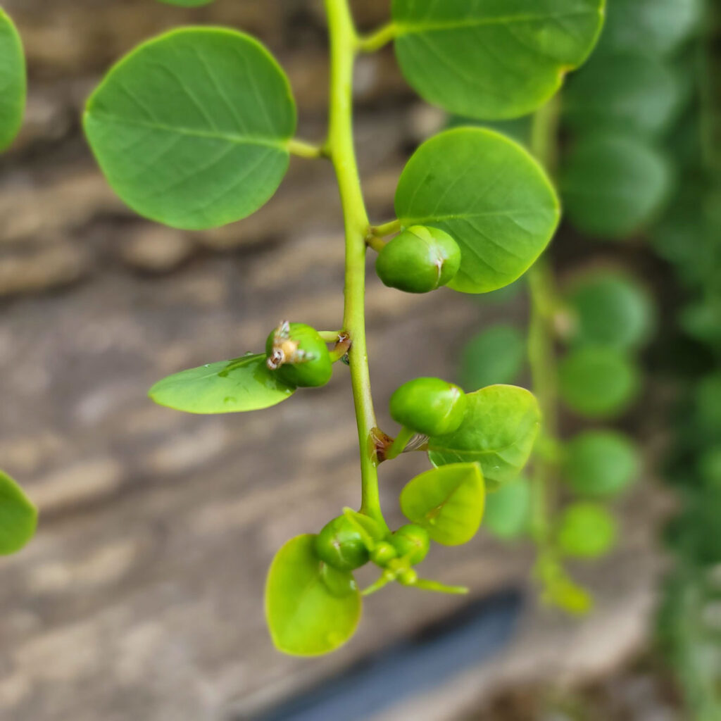 Caper Lifecycle – Dutcher-Dash